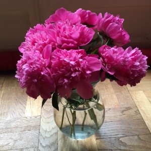 pivoines ouvertes